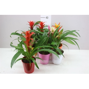 Guzmania Gemengd Keramiek