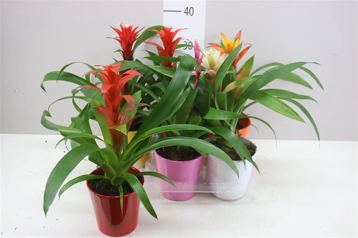 <h4>Guzmania Gemengd Keramiek</h4>