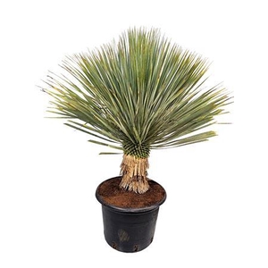Yucca Rostrata