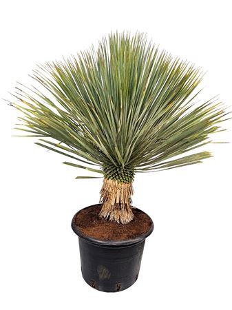 <h4>Yucca Rostrata</h4>