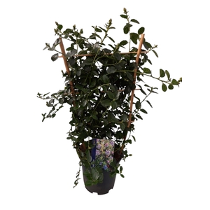 Ceanothus thyrsiflorus var. repens