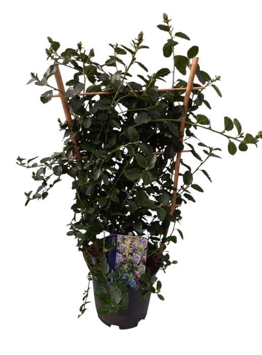 <h4>Ceanothus thyrsiflorus var. repens</h4>
