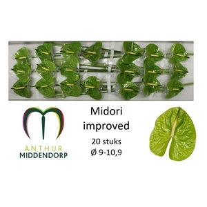ANTH MIDORI IMPROVED ANTH A MIDORI
