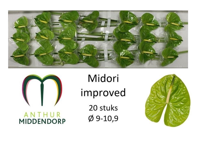 <h4>ANTH MIDORI IMPROVED ANTH A MIDORI</h4>