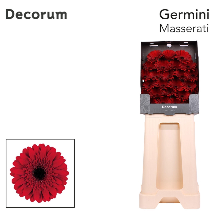 <h4>Germini Masserati Diamond</h4>