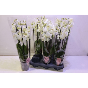 arr8 Phal An Inverness