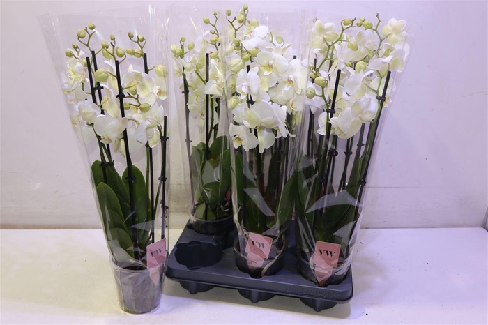 <h4>arr8 Phal An Inverness</h4>