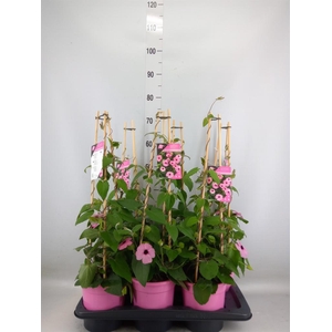 Thunbergia alata 'Rose Sensation'