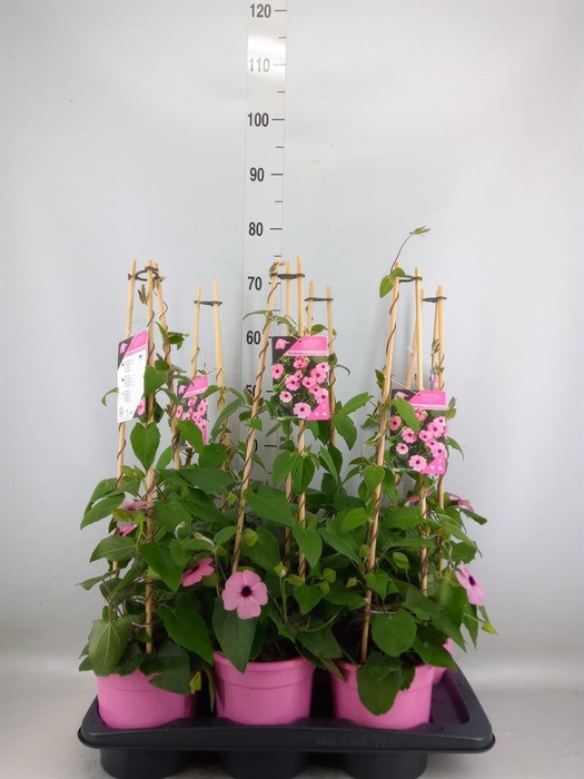 <h4>Thunbergia alata 'Rose Sensation'</h4>