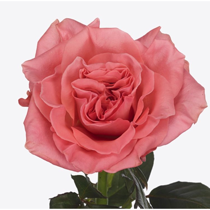 <h4>Rosa Blushing Reeva</h4>