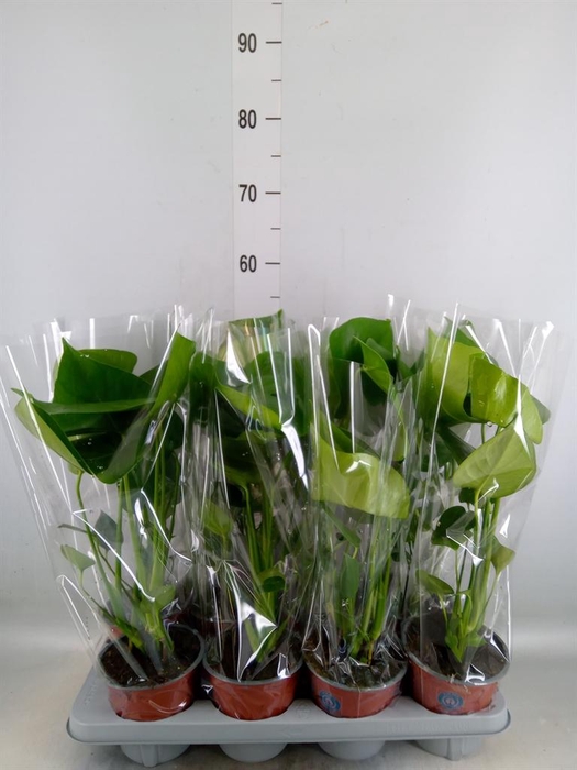 <h4>Monstera delic.</h4>