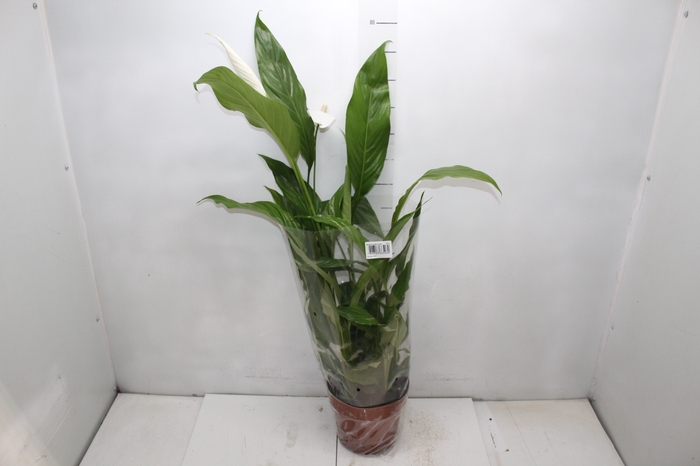 <h4>SPATH. COM FLOR P17</h4>