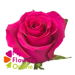 R Gr Gotcha Hot Pink 50cm EC