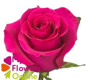 R Gr Gotcha Hot Pink 50cm EC