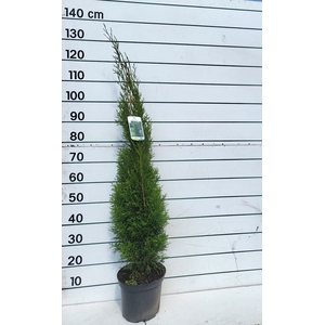 THUJA O SMARAGD