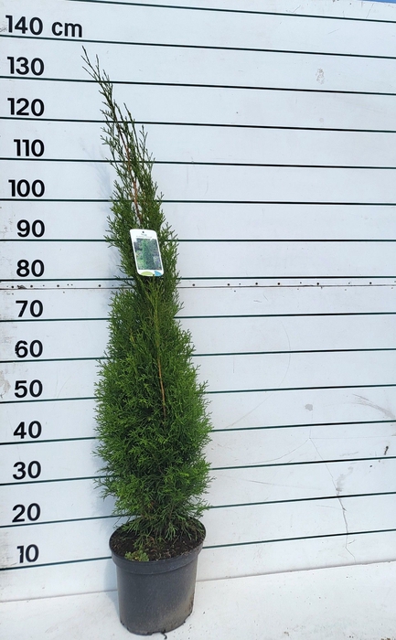 <h4>THUJA O SMARAGD</h4>