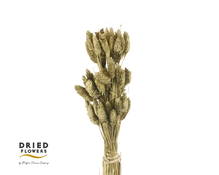<h4>Dried Bleached Phalaris Golden</h4>