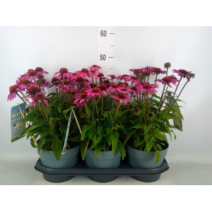 Echinacea  'Sombrero Rose'