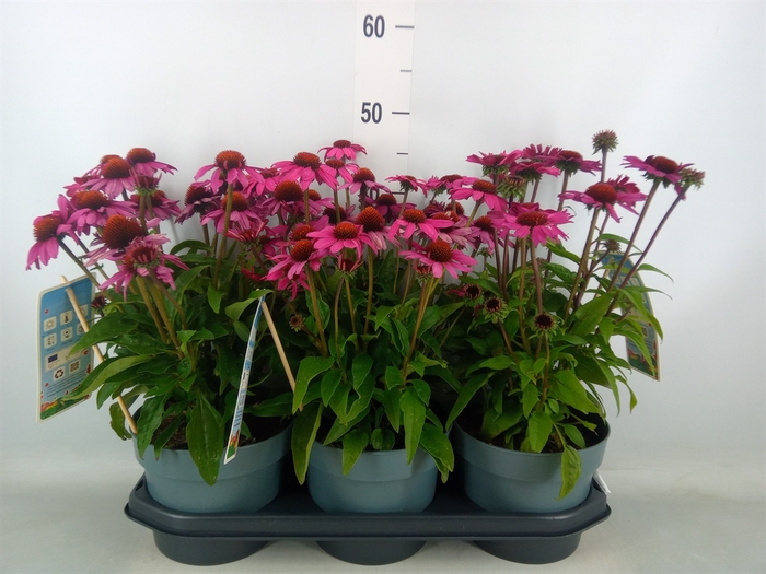 <h4>Echinacea  'Sombrero Rose'</h4>