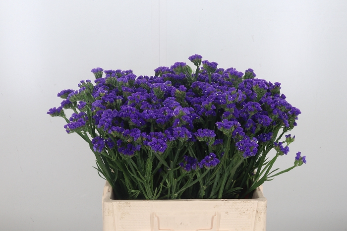 <h4>Limonium Crystal Dark Blue</h4>