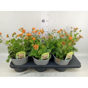 Geum coccineum 'Tosai'