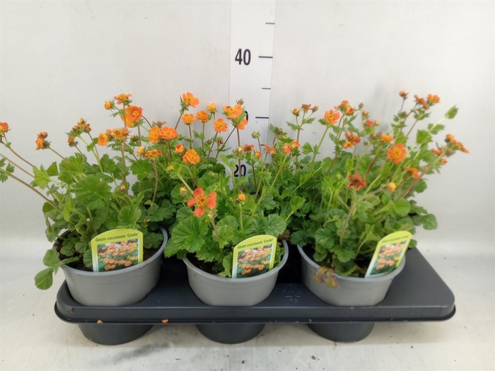 <h4>Geum coccineum 'Tosai'</h4>