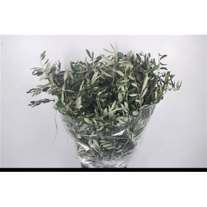 OLEA EUROPAEA BS