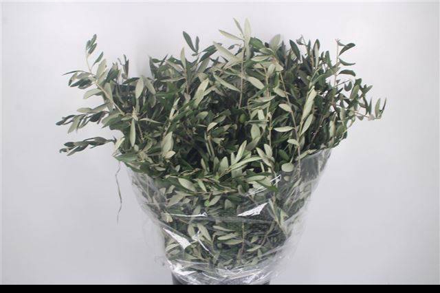 <h4>OLEA EUROPAEA BS</h4>