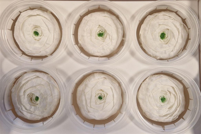 <h4>Ran Pres White</h4>