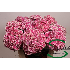 HYDR M MAG R HARLEQU