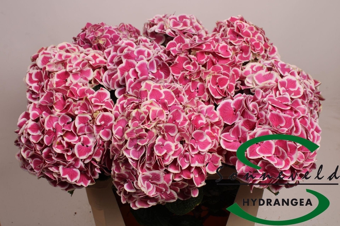 <h4>HYDR M MAG R HARLEQU</h4>