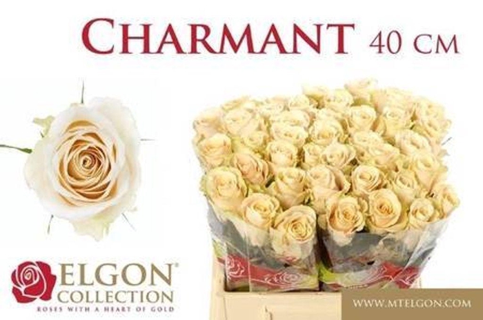 <h4>Rosa large charmant</h4>