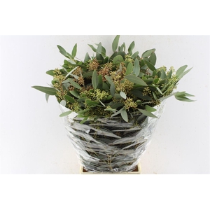 Euca Populus Berry 300 Gram