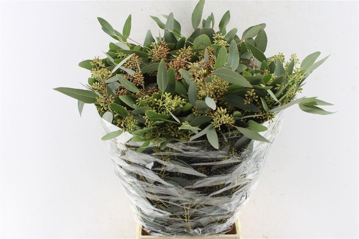 <h4>Euca Populus Berry 300 Gram</h4>