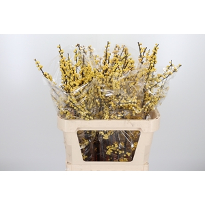 Ilex Vert Citronella