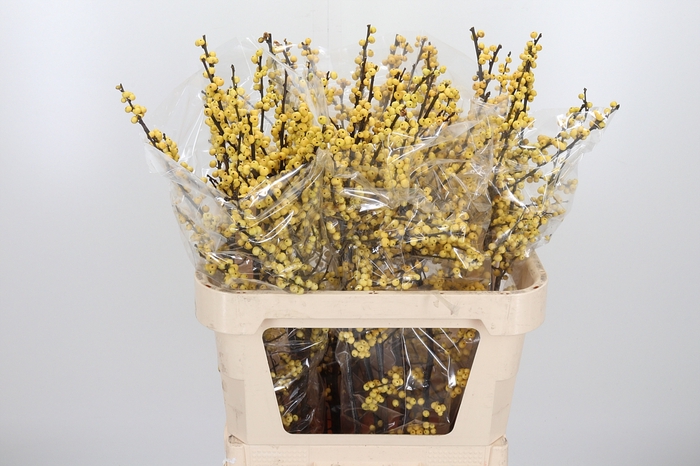 <h4>Ilex Vert Citronella</h4>