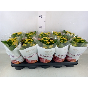 Kalanchoe blos. 'RosDon Pedro'