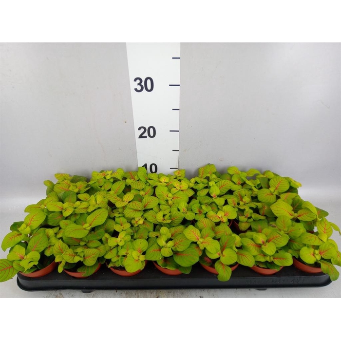 <h4>Fittonia ...</h4>