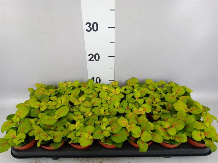 Fittonia   ...