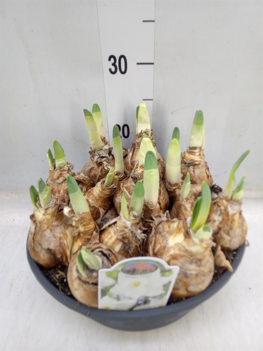 <h4>Narcissus   ...</h4>