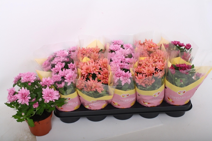 <h4>CHRYS GEVULDBL GEM</h4>