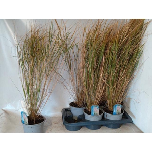 Anemanthele lessoniana ColorGrass Sirocco 17Ø 75cm