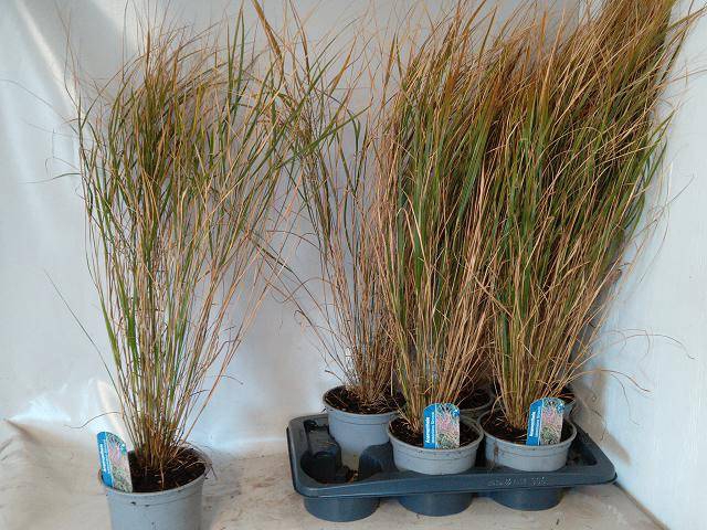 Anemanthele lessoniana ColorGrass Sirocco 17Ø 75cm
