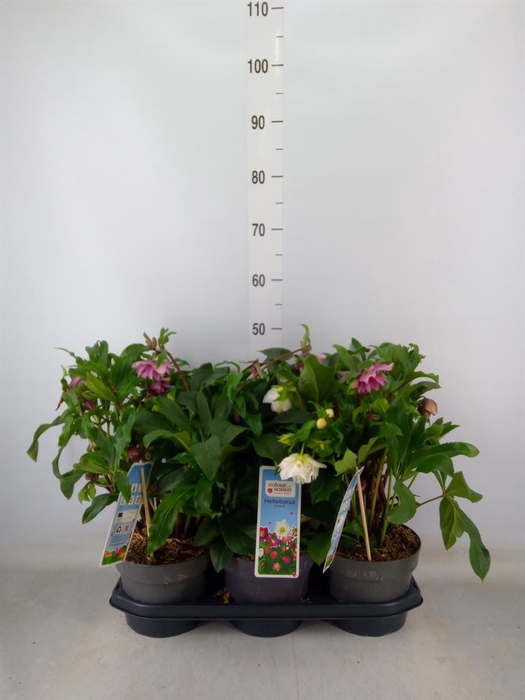 <h4>Helleborus ori.</h4>