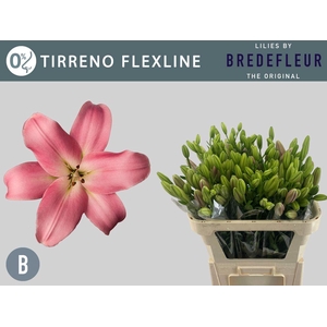LI LA TIRRENO FLEXLINE