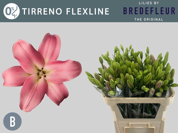 <h4>LI LA TIRRENO FLEXLINE</h4>