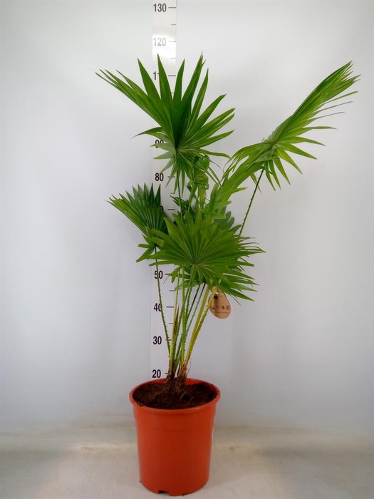 <h4>Livistona rotundifolia</h4>