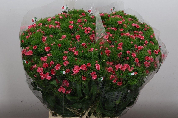 <h4>Di Barb Coral</h4>