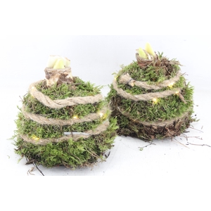 arr4 Amaryllis MB - Mos bol naturel LED x6