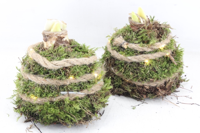 <h4>arr4 Amaryllis MB - Mos bol naturel LED x6</h4>